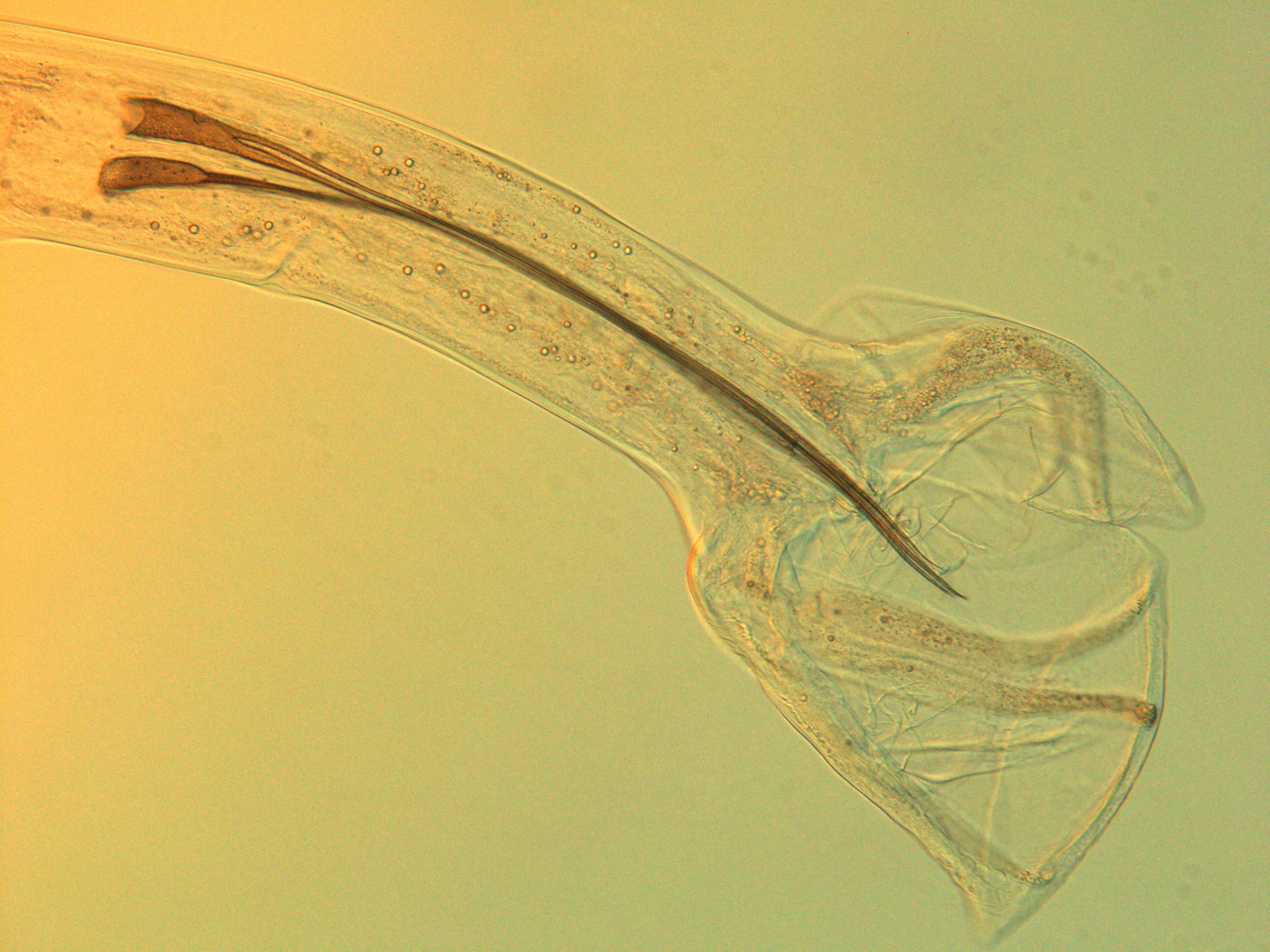 male nematode tail