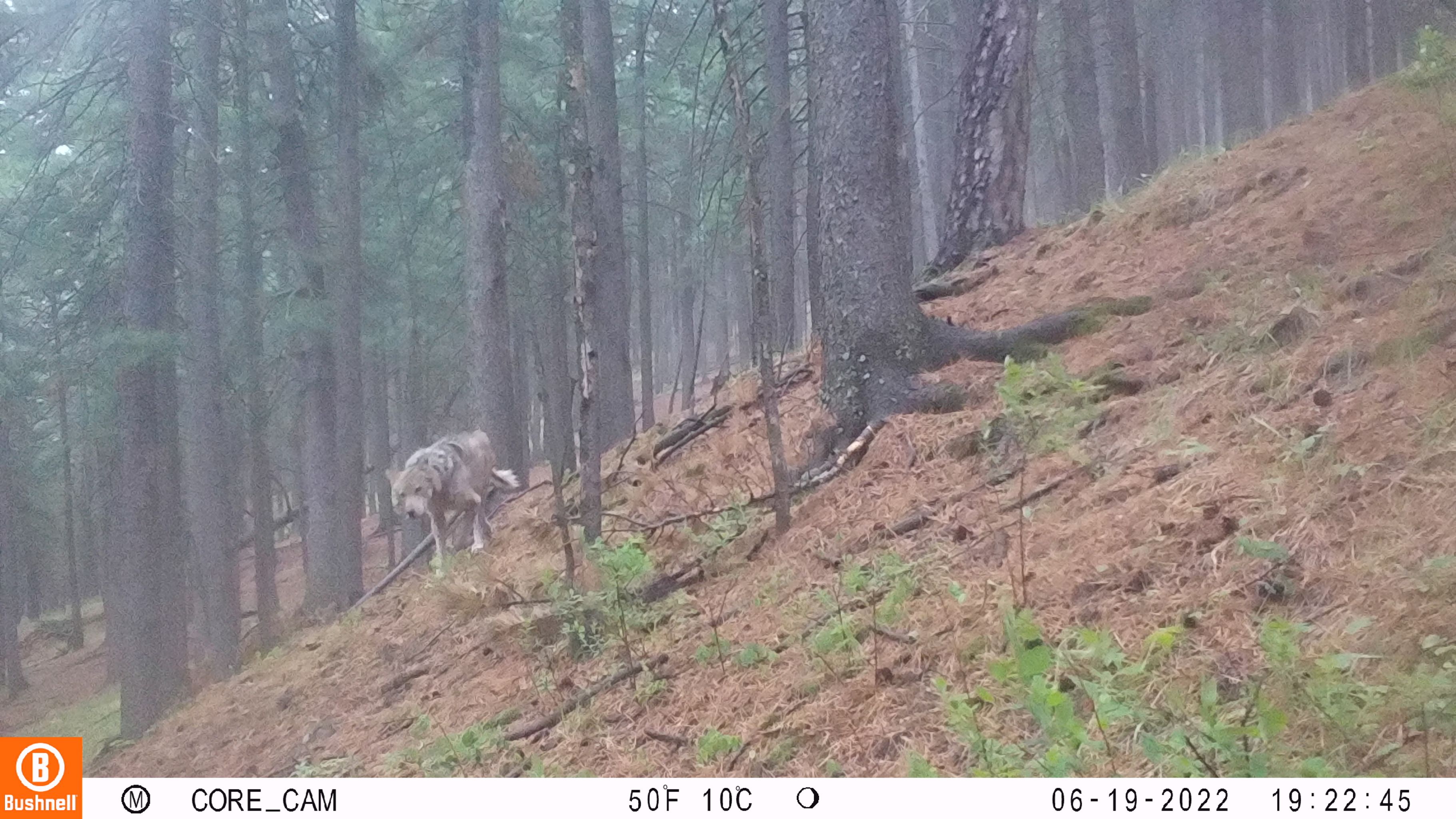 A wildlife camera image of a Mongolian wolf walking through a forest