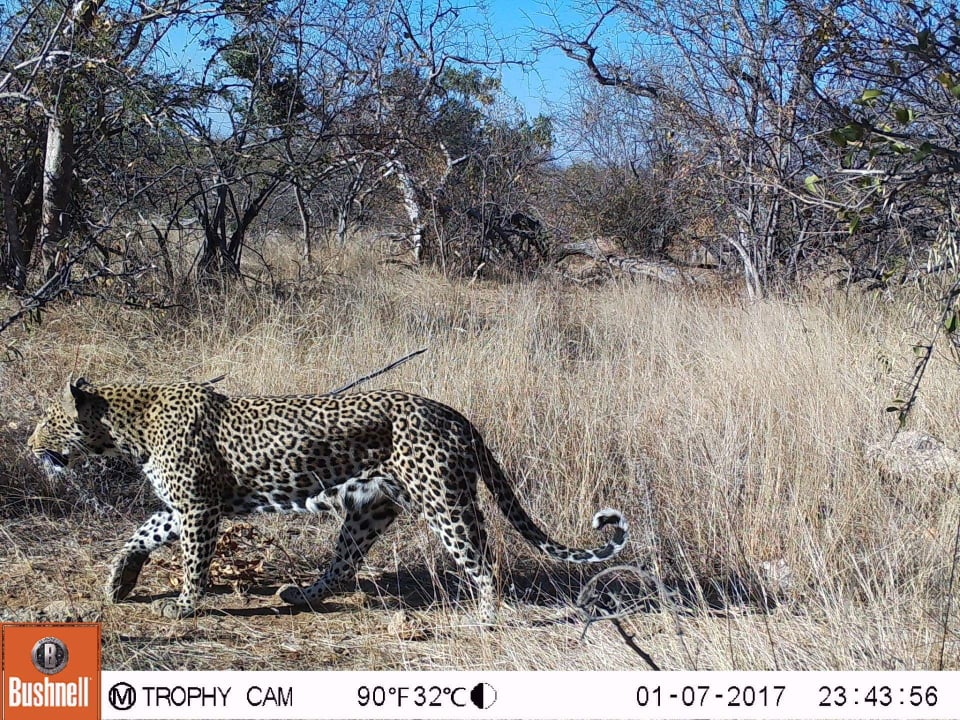 Leopard walks in front of wildlife camera