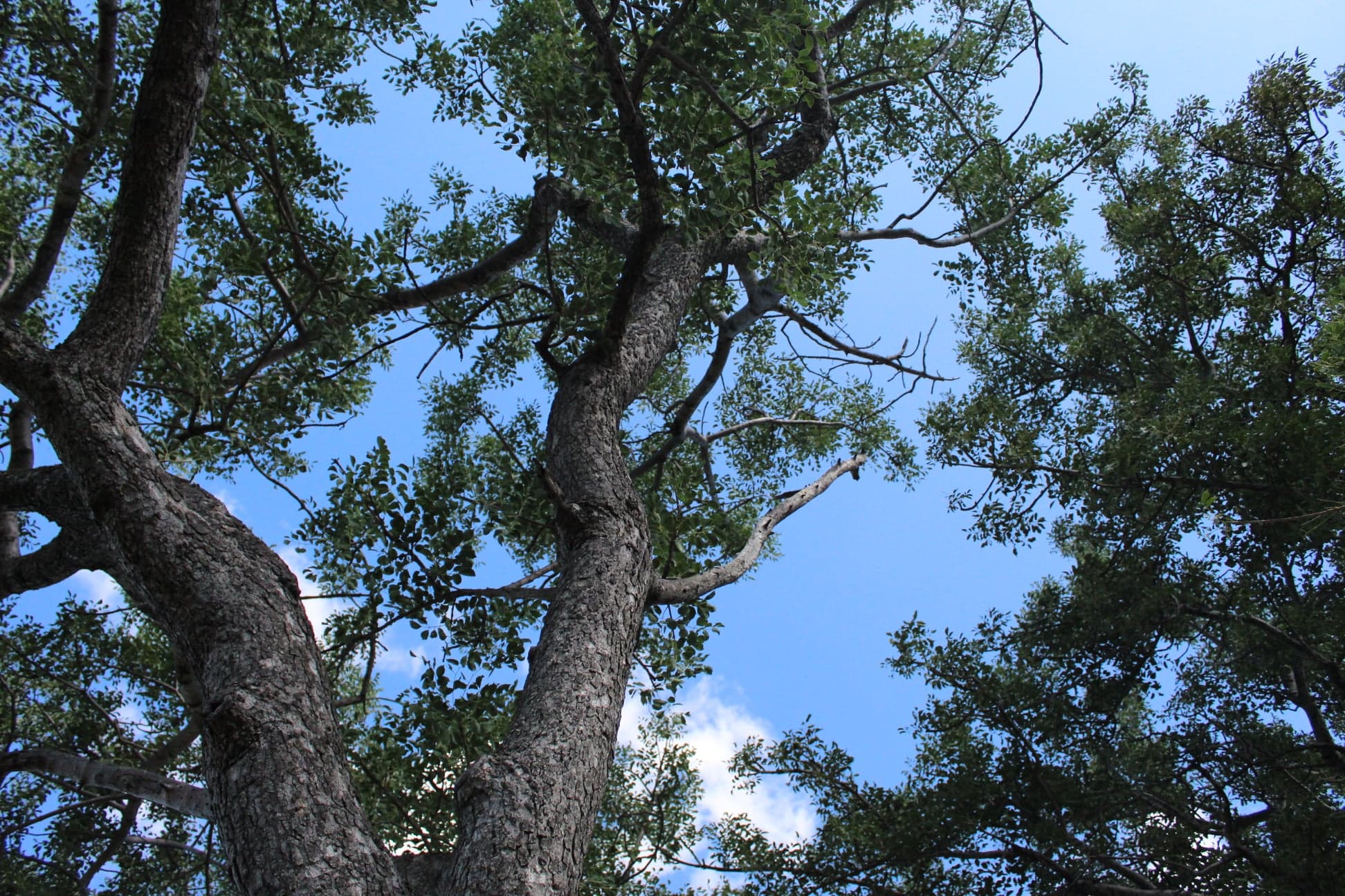 Marula Tree canopy
