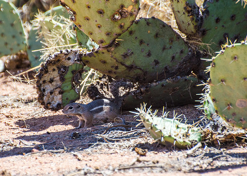 Antelope squirrel beneath prickly pear