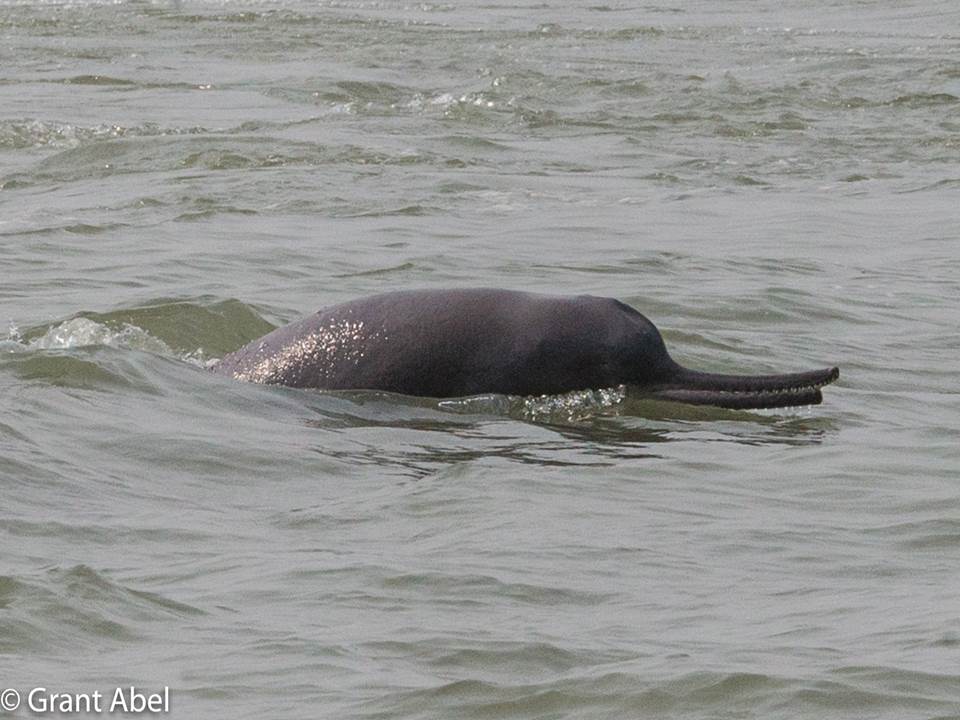 Ganges River Dolphin surfacing