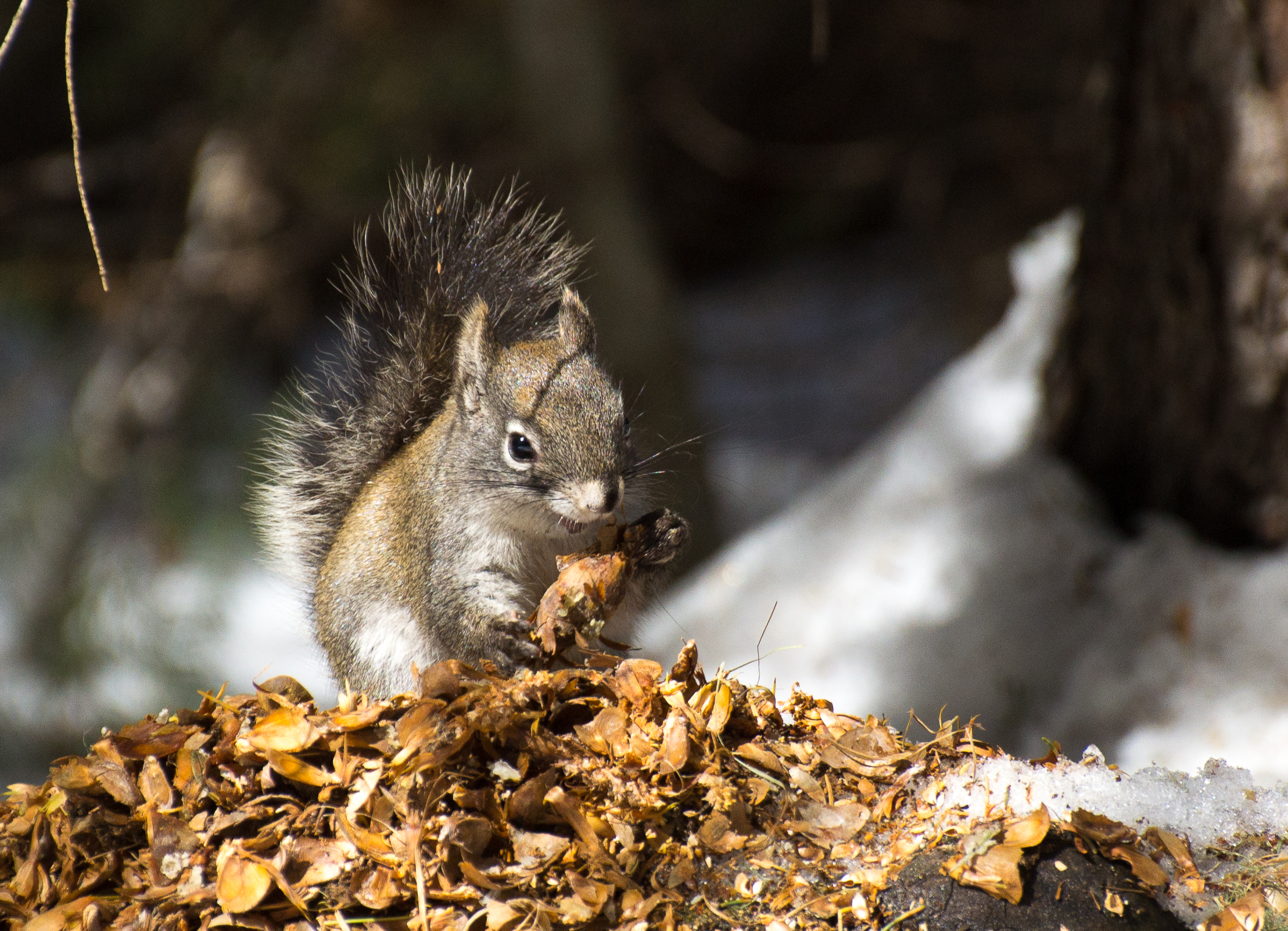 Red squirrel eating fir cones at his midden 