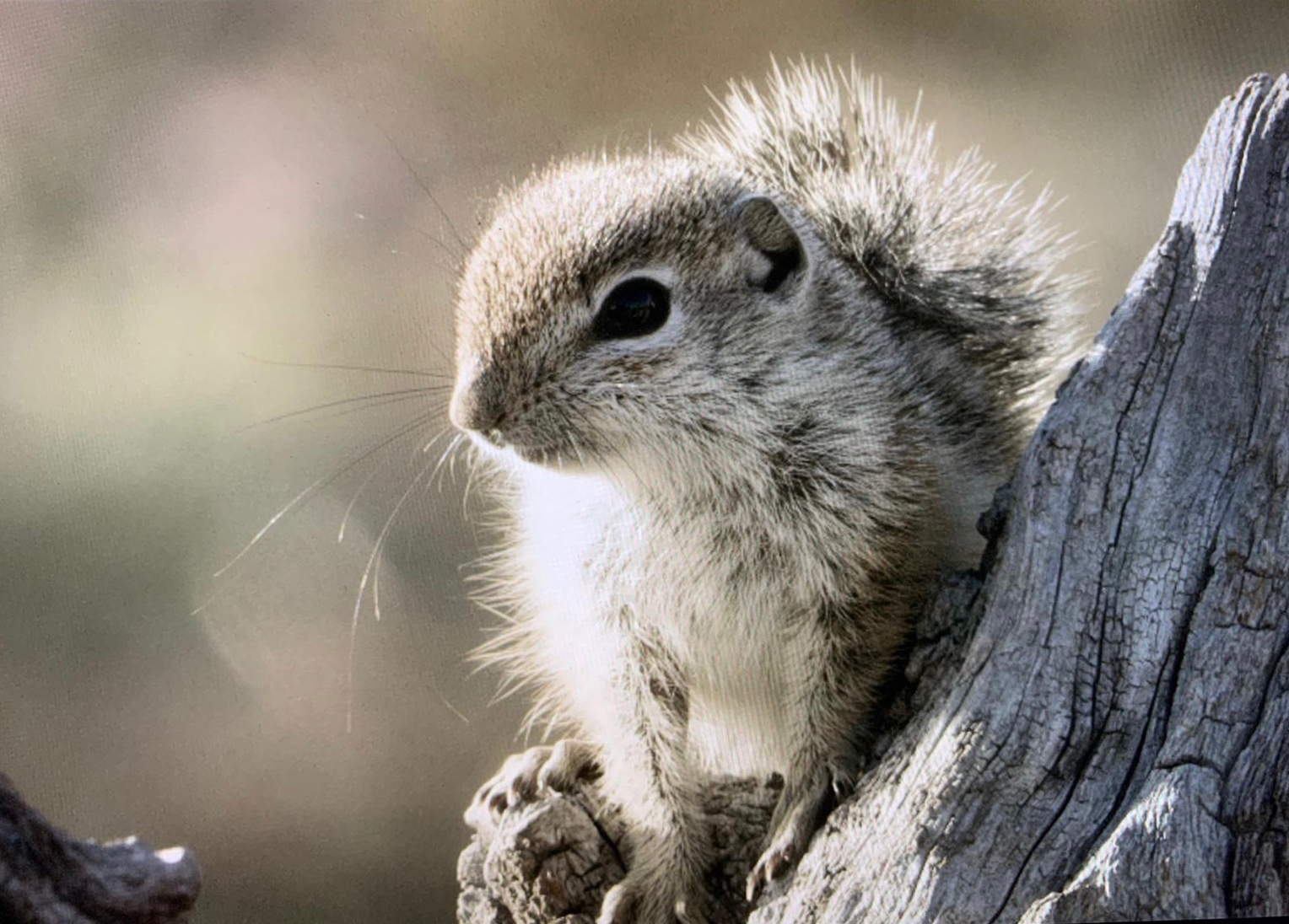 Juvenile ground squirrel looks at camera from tree