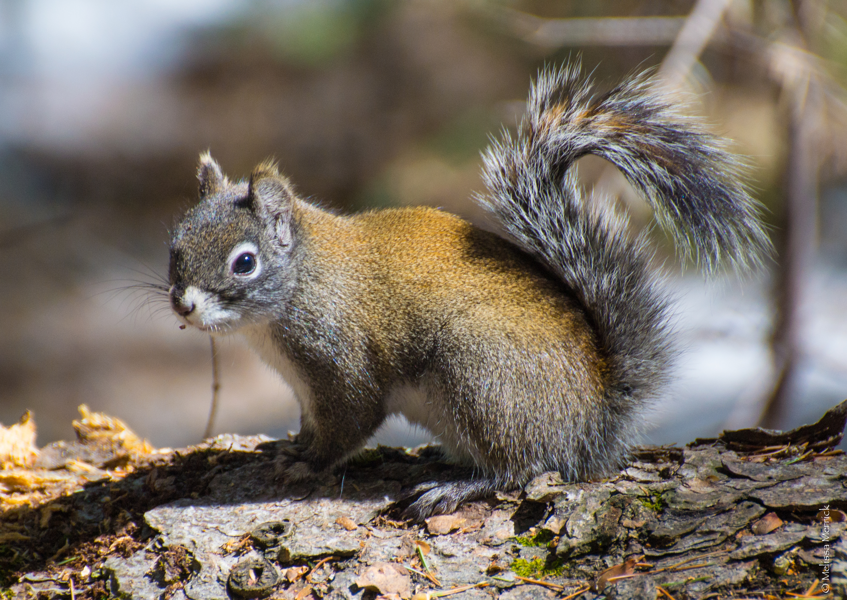 Red squirrel sitting on log and looking toward camera