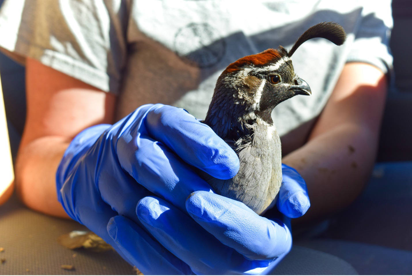 Person holding a quail with gloved hands 