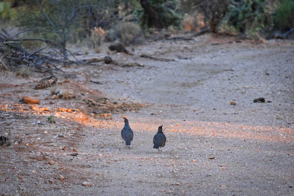Two Gambel's Quail on road