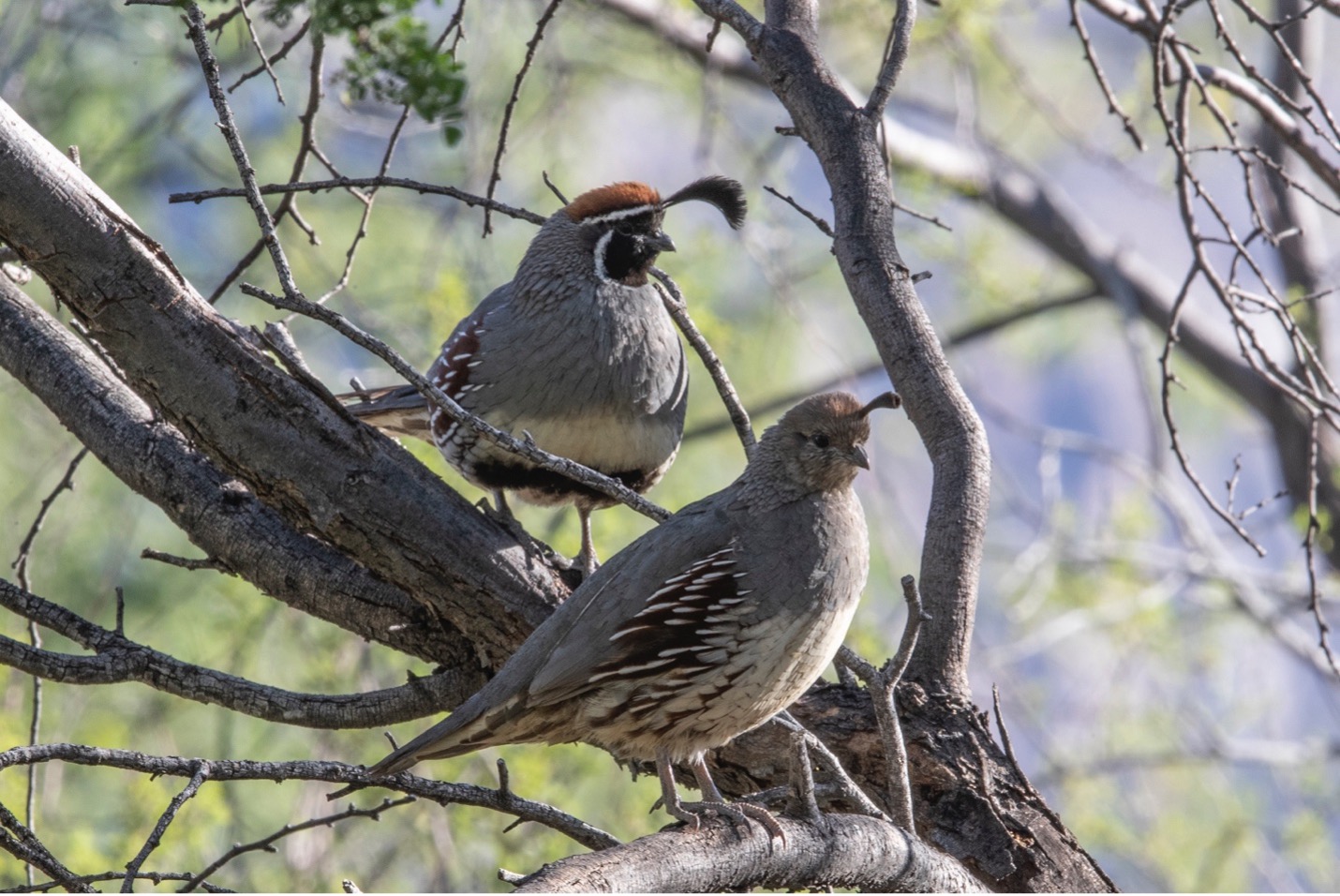 Two quail sitting in a tree