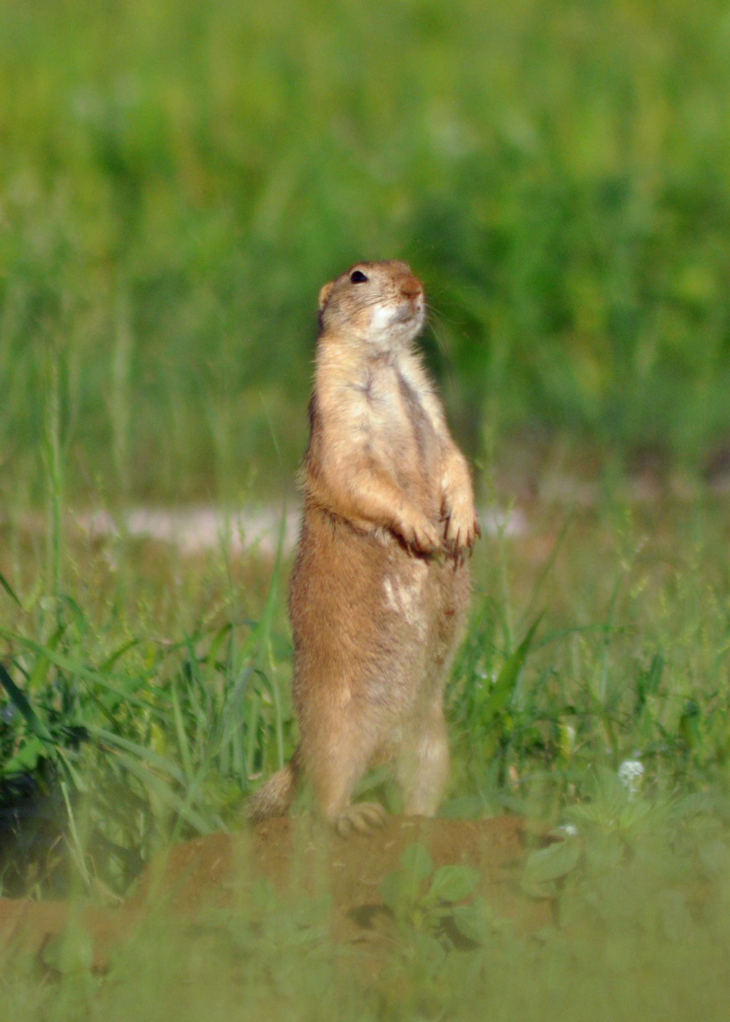 are prairie dogs mean