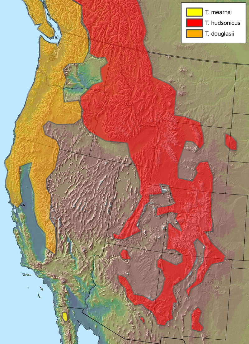 Geographic range of three red squirrel species