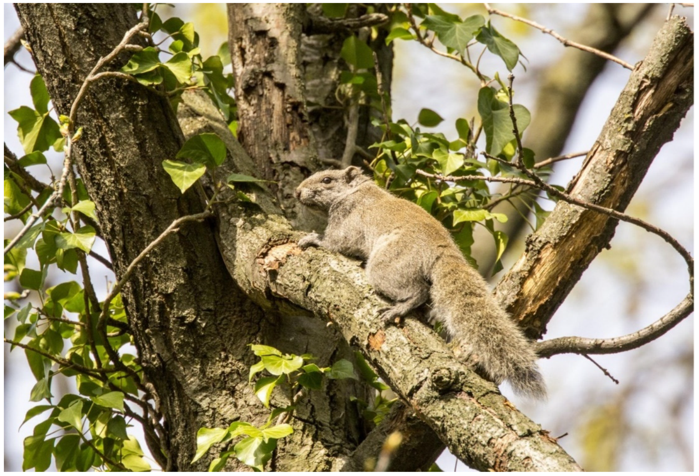 Pallas's squirrel in a tree
