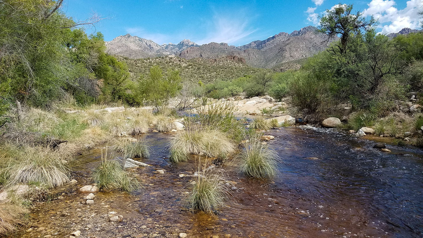 A photo of narrow-headed gartersnakes' riparian habitat