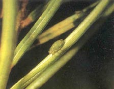Spruce Aphid