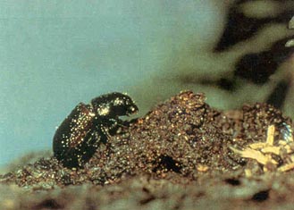 Spruce Beetle