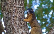 Big Cypress Fox Squirrel in tree