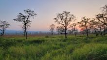 A grassland savannah at sunset in Chitwan National Park, Nepal