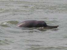 Ganges River Dolphin surfacing