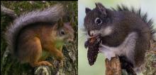 Eurasian red squirrel and Mt. Graham red squirrel