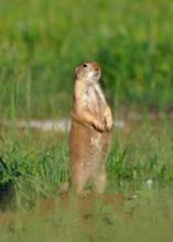 Black-tailed prairie dog