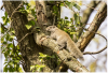 Pallas's squirrel in tree