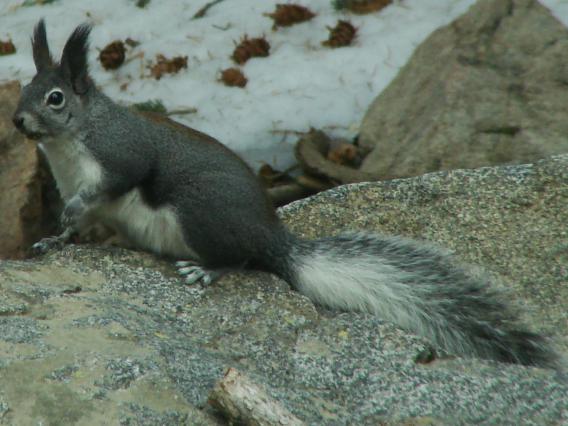 Abert's squirrel in winter pelage