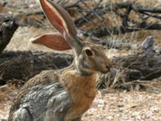 Antelope Jackrabbit
