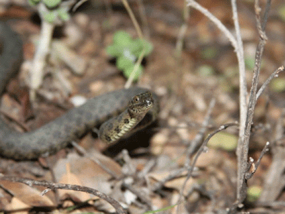 Narrowheaded garter snake