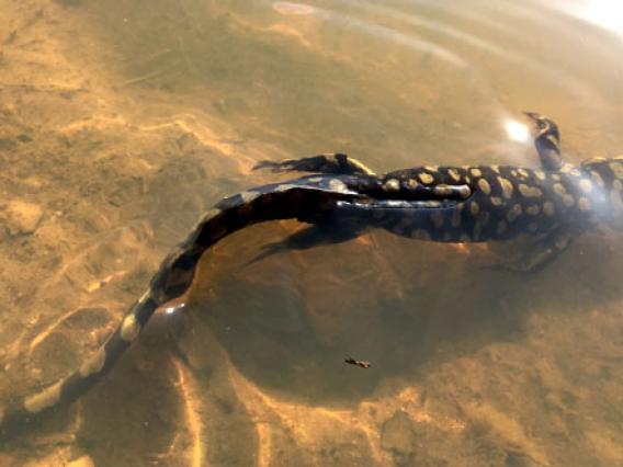 Sonoran tiger salamander Sonoran tiger salamander