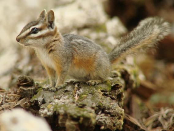 Cliff chipmunk