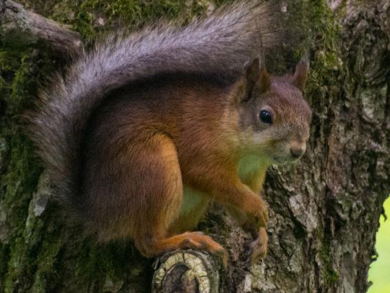 Eurasian red squirrel