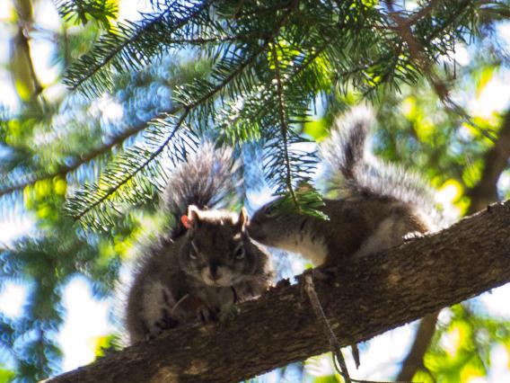 Mt. Graham red squirrel female with juvenile