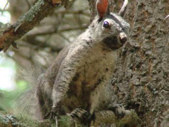 Abert's squirrel in summer pelage Abert's squirrel in summer pelage