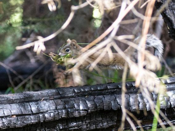Mt. Graham red squirrel on burned log