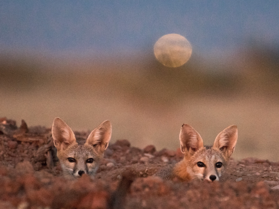 Two kit fox look toward camera with moon in background