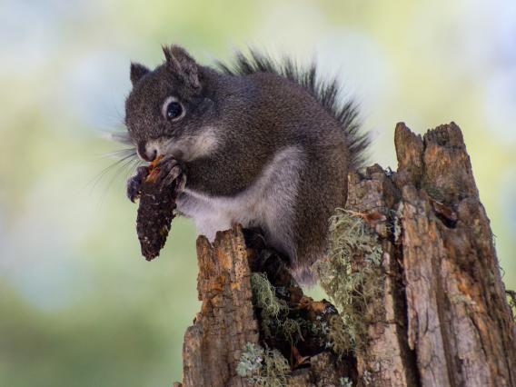 Mt. Graham red squirrel feeding