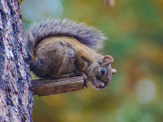 Mt. Graham red squirrel post fire