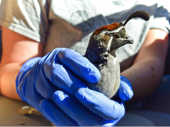 Person holding a quail with gloved hands 