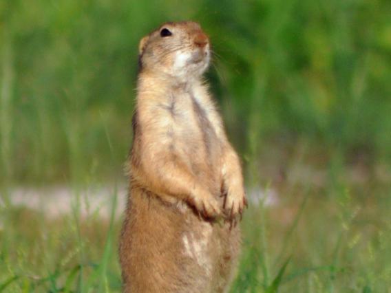 Black-tailed prairie dog