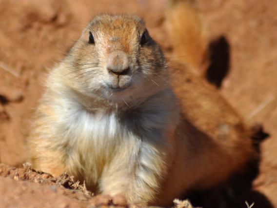 Black-tailed prairie dog