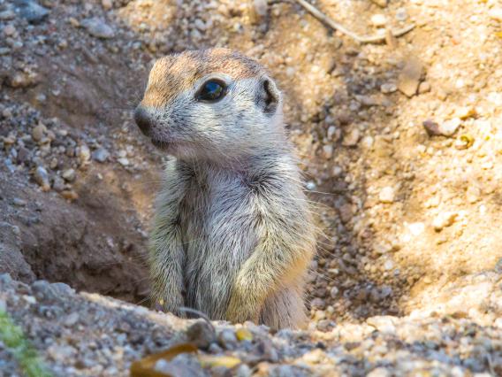 Round-tailed ground squirrel pup