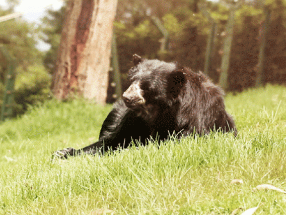 Andean Bear