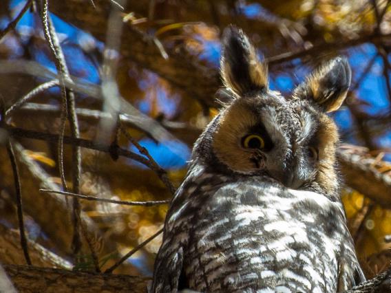 Long-eared owl 