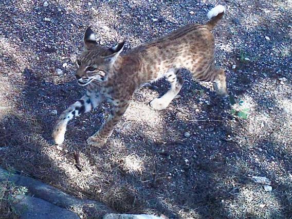 young bobcat in dappled sunlight