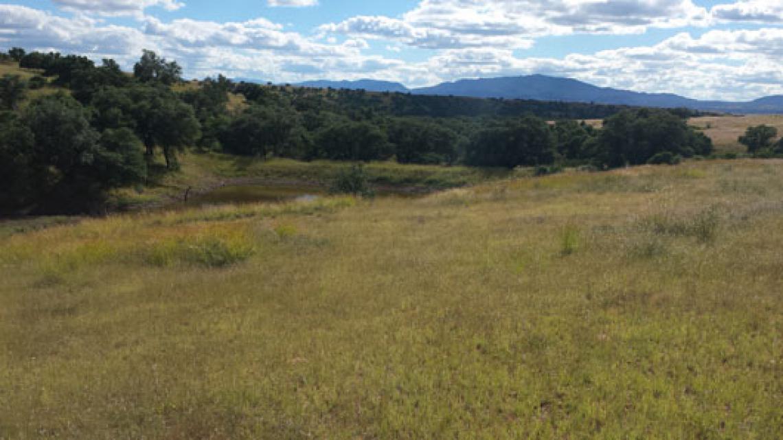 An isolated tank in the San Rafael Valley - home to Sonoran tiger salamanders