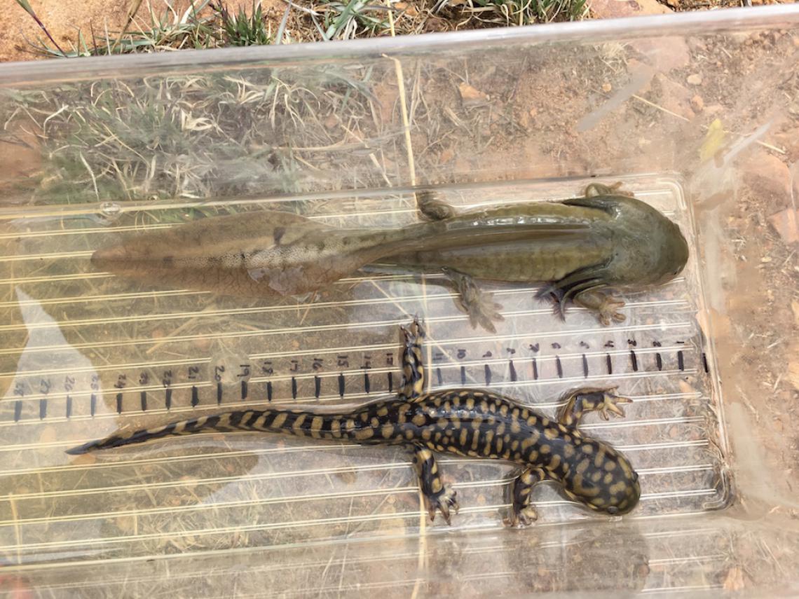 Aquatic and terrestrial morph comparison Sonoran tiger salamanders Aquatic and terrestrial morph comparison Sonoran tiger salamanders