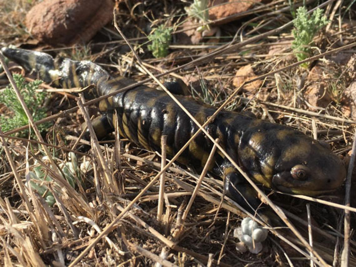 Terrestrial morph Sonoran tiger salamander Terrestrial morph Sonoran tiger salamander