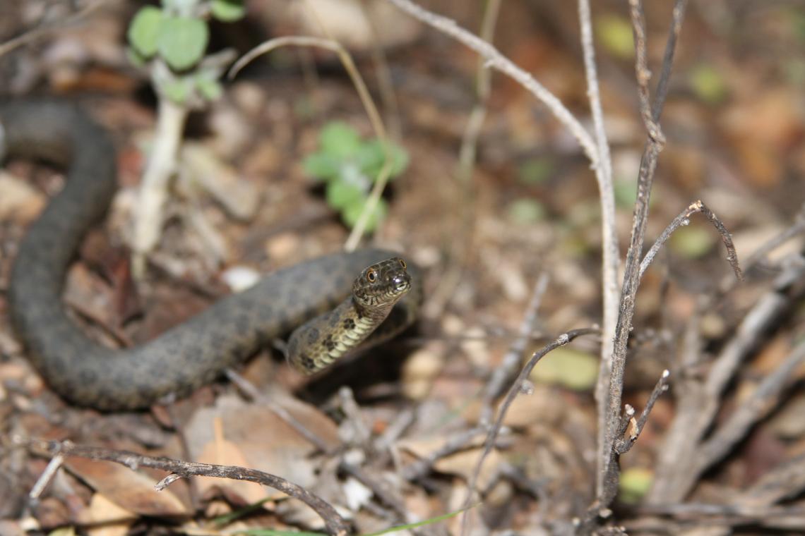 Narrow-headed gartersnake up close