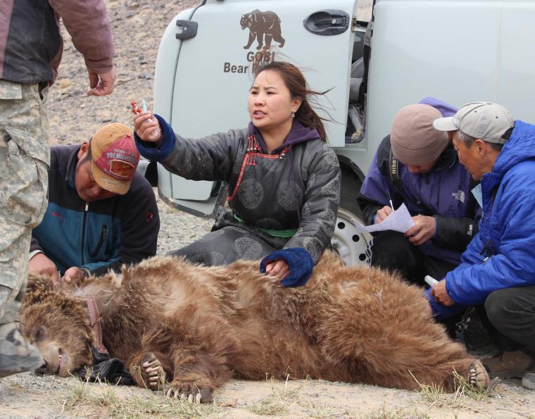 A tranquilized bear with a woman kneeling behind the bear, handing sampling tubes to an assistant standing to her right. The woman is surrounded by 4 assistants and the whole group sits in front of a field vehicle with a "Gobi Bear Project" logo.
