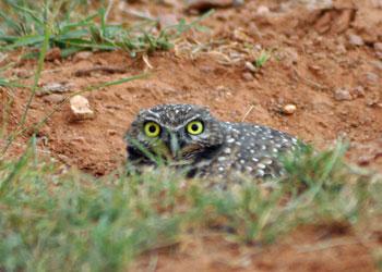 Burrowing owl