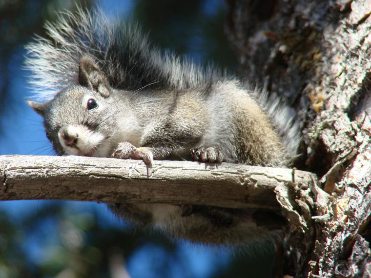 Mt. Graham red squirrel female basking